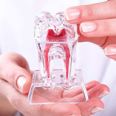 Endodontia